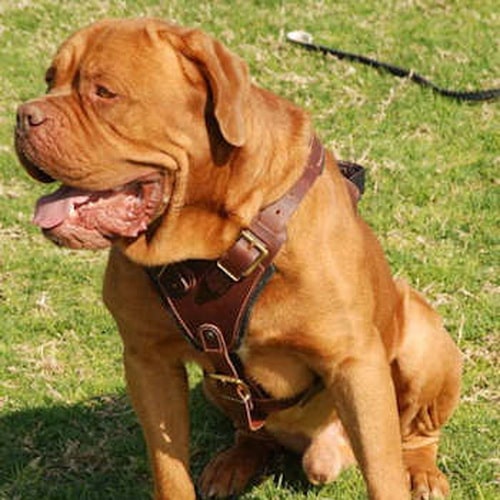Коричневая кожаная шлея с ручкой для бордоского дога «Working Dog»